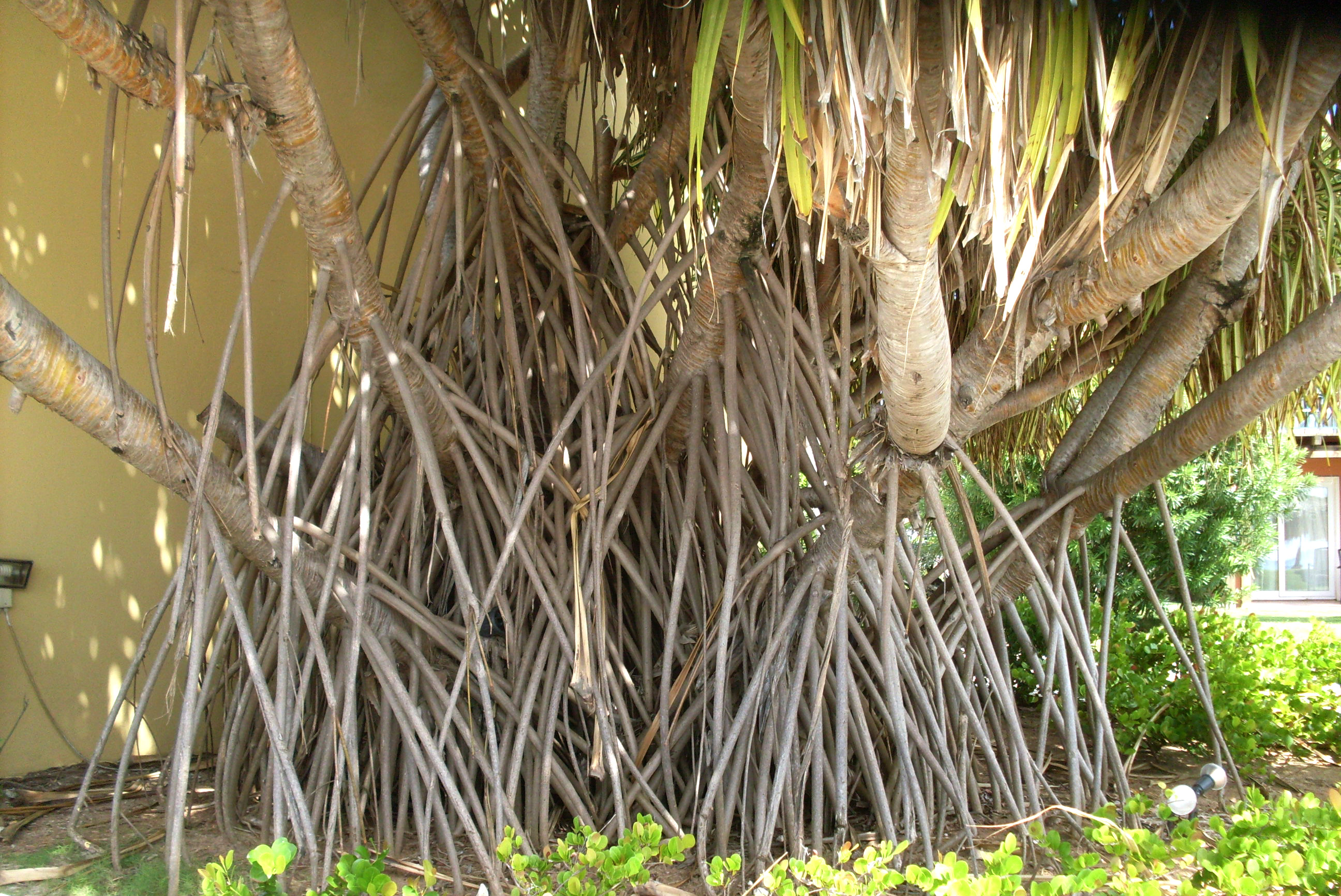 divi-dutch_lizard-tree